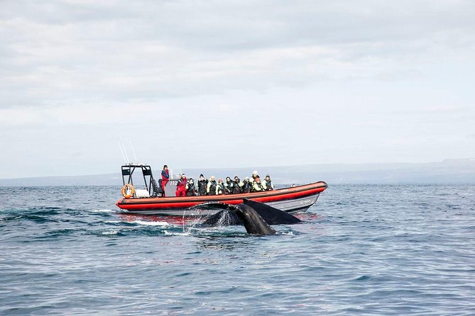 Big Whales & Puffins RIB boat tour from Húsavík - What happens during the two-hour trip