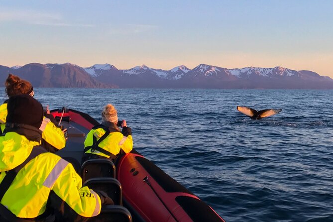 Big Whales & Puffins RIB boat tour from Húsavík - Lundey and the seasonal puffin stop