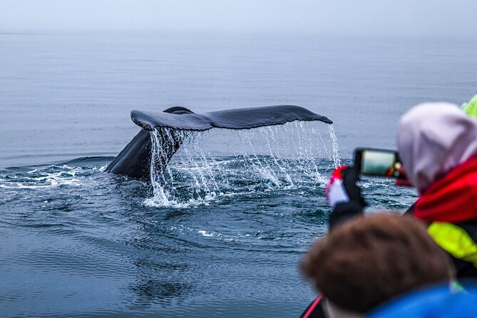 Big Whales & Puffins RIB boat tour from Húsavík - The Tjörnes peninsula and its ancient fossils