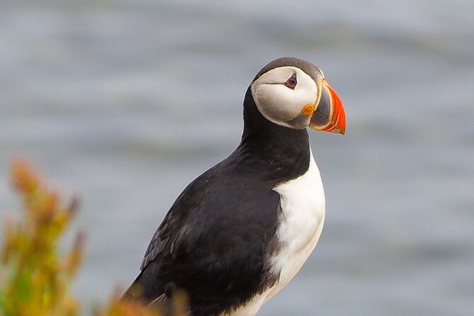 Big Whales & Puffins RIB boat tour from Húsavík - The crew is a major part of the value