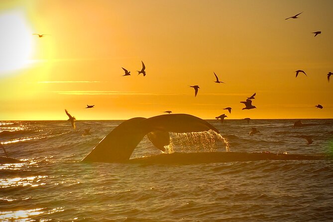 Big Whales & Puffins RIB boat tour from Húsavík - How good is the wildlife viewing?
