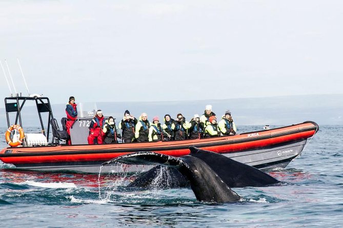 Big Whales & Puffins RIB boat tour from Húsavík - A RIB boat changes the whale-watching experience