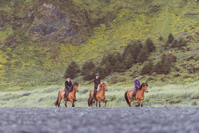 Black Sand Beach Horse Riding Tour from Vik - The Icelandic horse and its famous tölt