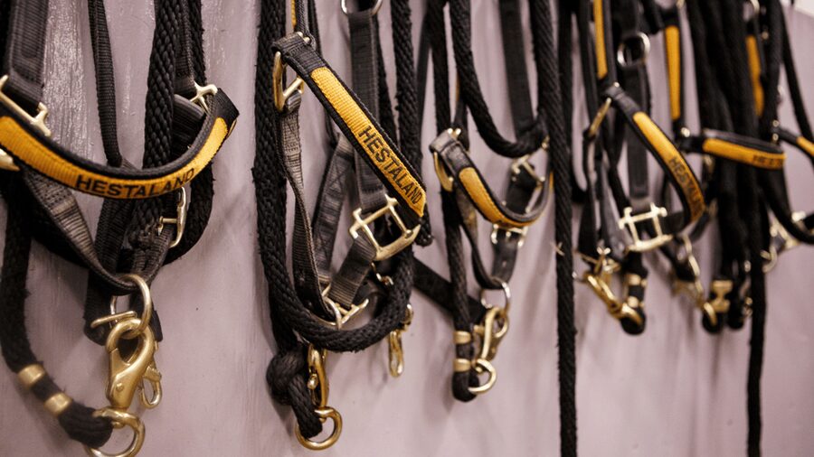Borgarnes: Horseback Riding Tour with Prep Lesson - The indoor arena gives beginners room to breathe