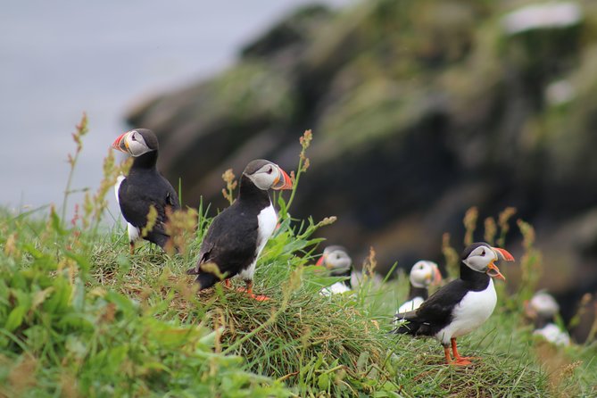 Classic Puffin Watching Cruise from Downtown Reykjavík - Five things to know before you book
