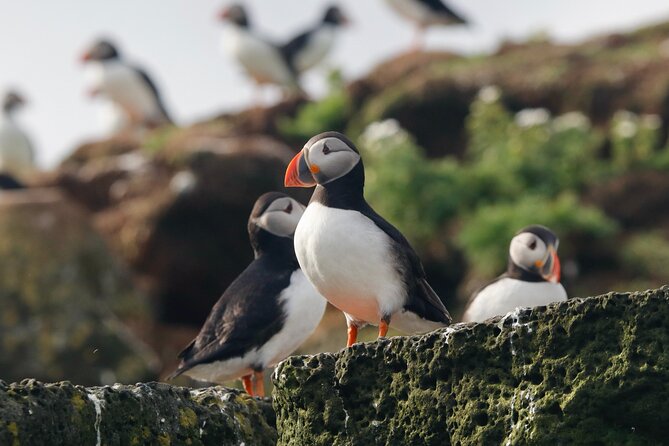 Classic Puffin Watching Cruise from Downtown Reykjavík - The main viewing stop, about 30 minutes with the birds