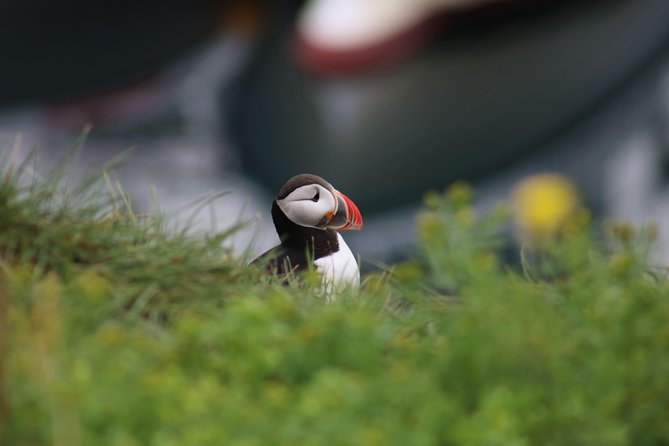 Classic Puffin Watching Cruise from Downtown Reykjavík - Helpful crew, binoculars, and shared photographs