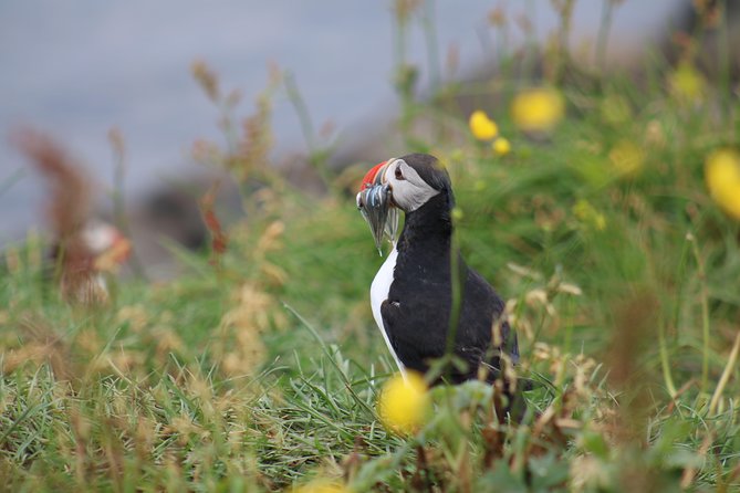 Classic Puffin Watching Cruise from Downtown Reykjavík - Weather, seasickness, and the best time to go