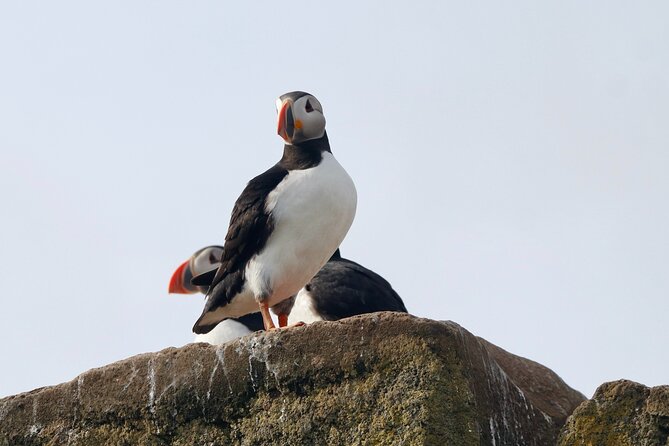 Classic Puffin Watching Cruise from Downtown Reykjavík - Is the $60 price fair?
