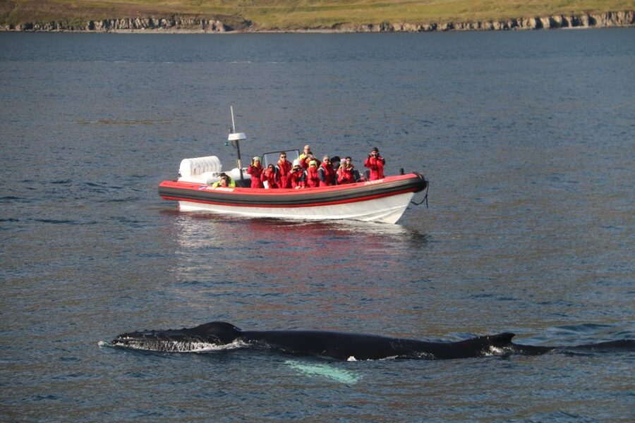 Dalvík: Whale Watching Speedboat Tour - Key things to know before you go
