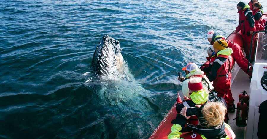Dalvík: Whale Watching Speedboat Tour - Why Dalvík is a good place for whale watching