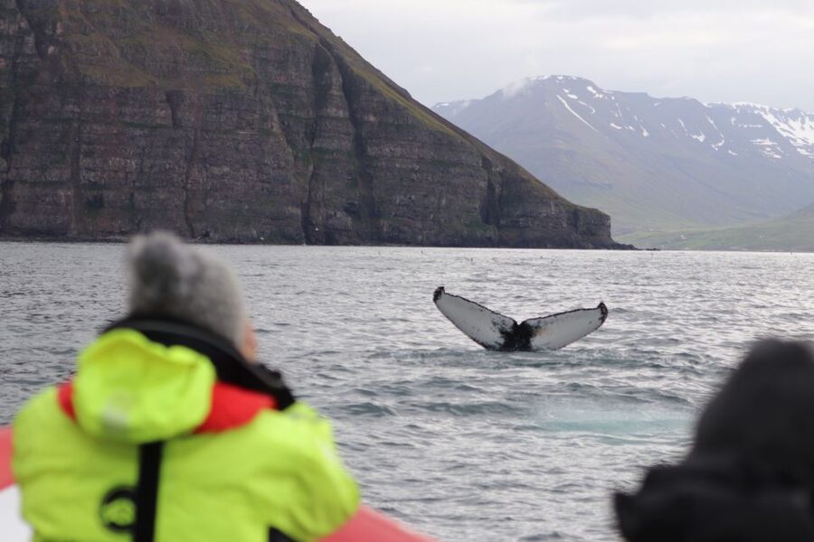 Dalvík: Whale Watching Speedboat Tour - The 45-minute whale and dolphin search