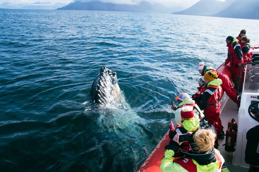 Dalvík: Whale Watching Speedboat Tour - The return cruise and final 30 minutes