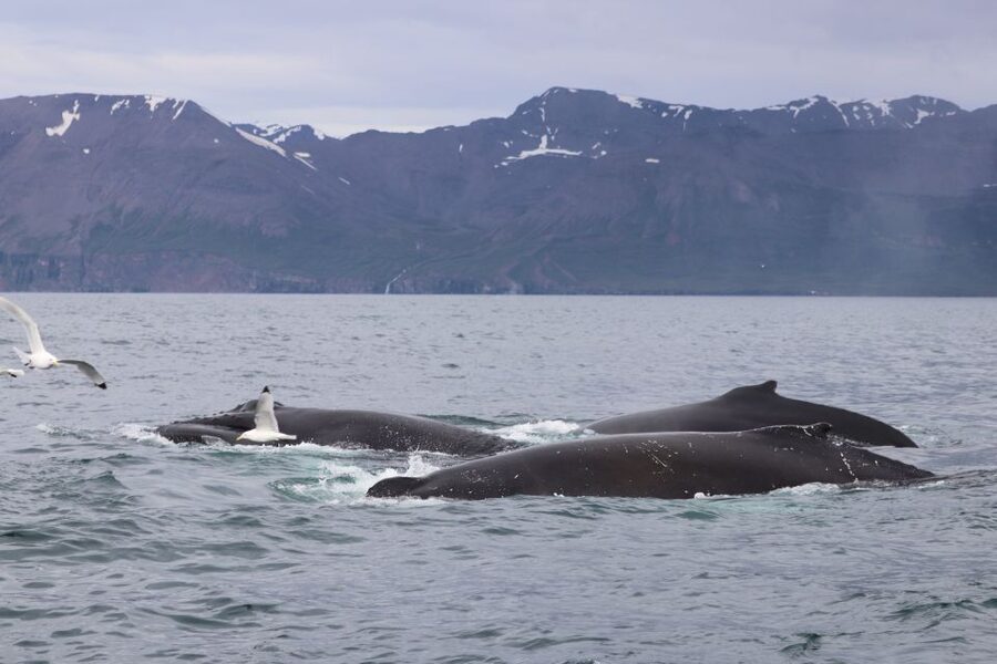 Dalvík: Whale Watching Speedboat Tour - How fast is the speedboat ride?