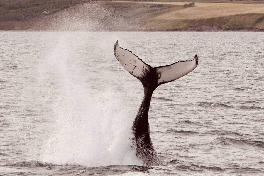 Dalvík: Whale Watching Speedboat Tour - What to wear for a cold-water outing