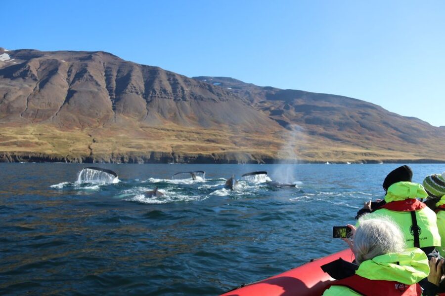 Dalvík: Whale Watching Speedboat Tour - Meeting at Hafnarbraut 22