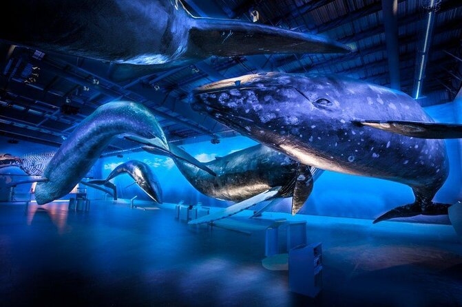Deluxe Whale Watching and Whales of Iceland Exhibition Combo from Reykjavik - Key points to know before booking