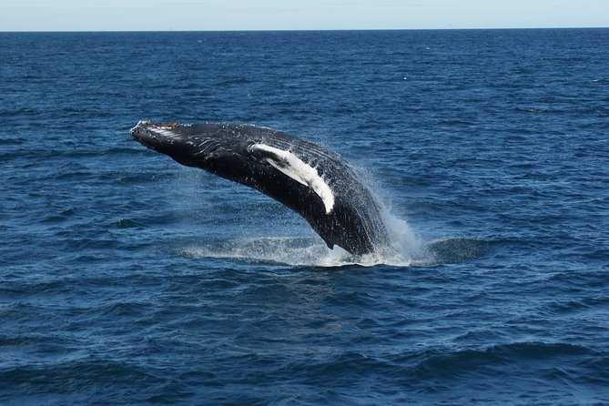 Deluxe Whale Watching and Whales of Iceland Exhibition Combo from Reykjavik - Why the no-sighting guarantee matters