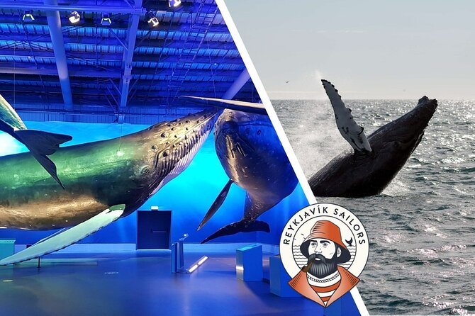 Deluxe Whale Watching and Whales of Iceland Exhibition Combo from Reykjavik - The boat, seating, and access