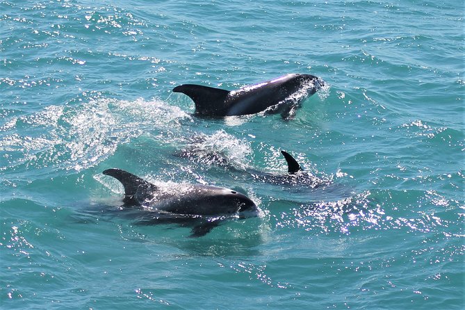 Deluxe Whale Watching and Whales of Iceland Exhibition Combo from Reykjavik - Whales of Iceland: a strong second act