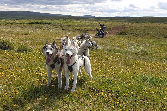 Dog Sledding and Mushing Experience by Siberian Husky in Iceland - Key points about the husky cart tour