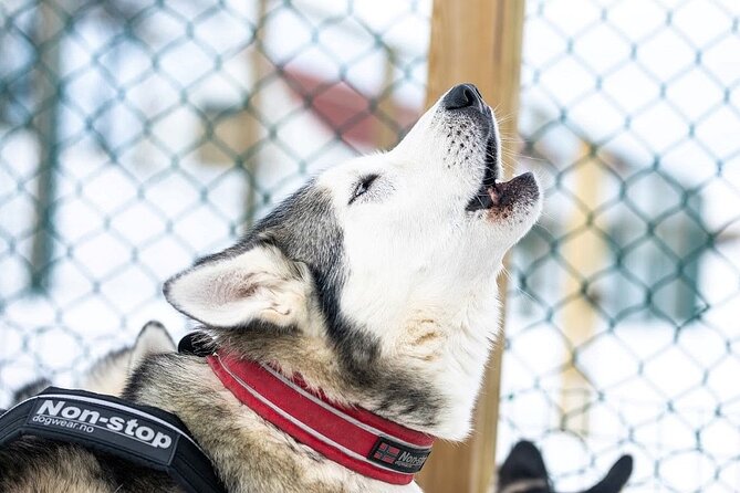 Dog Sledding Tour near Akureyri - Key points before you book