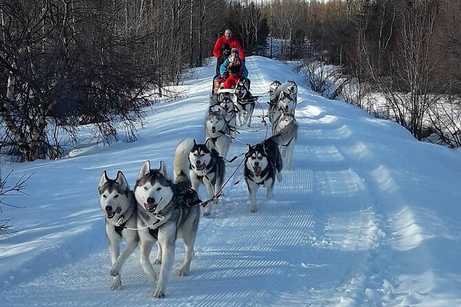 Dog Sledding Tour near Akureyri - A chance to help drive the sled
