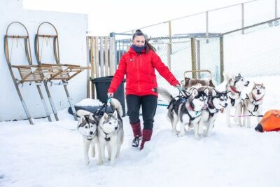 Dog Sledding Tour near Akureyri