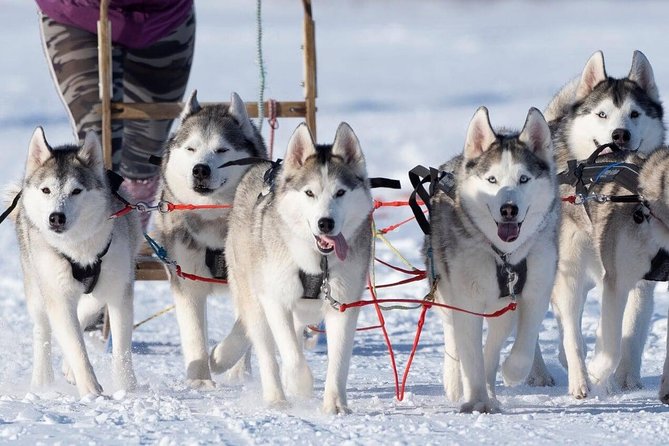 Dog Sledding Tour near Akureyri - Cuddling time and a warm drink afterward
