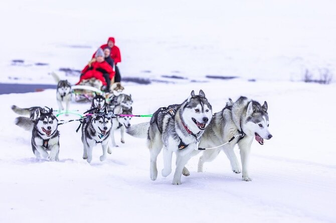 Dog Sledding Tour near Akureyri - Why the private group size matters