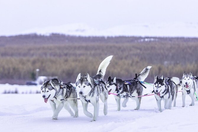 Dog Sledding Tour near Akureyri - Who will enjoy this most?