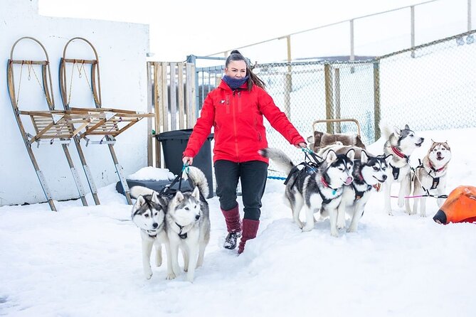 Dog Sledding Tour near Akureyri - Meeting the huskies before the ride