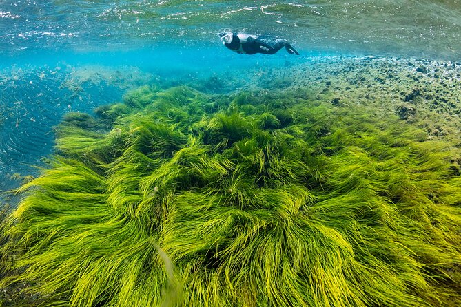 Double Snorkeling Adventure near Húsavík in North Iceland - Five things to know before you book