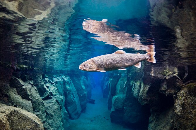 Double Snorkeling Adventure near Húsavík in North Iceland - Litlaá and the Bubbling Sands