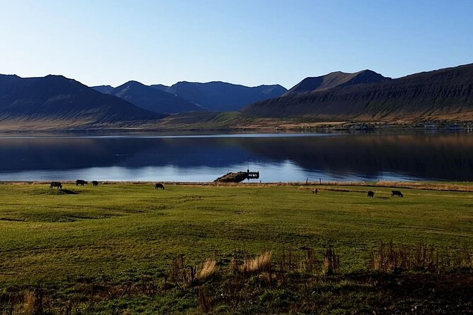 Dynjandi Waterfall & Iceland Farm Visit Tour - What you really get at Gemlufell Farm