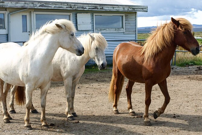 Experience Countryside of Iceland by Horseback Riding - What the three-hour outing is likely to feel like