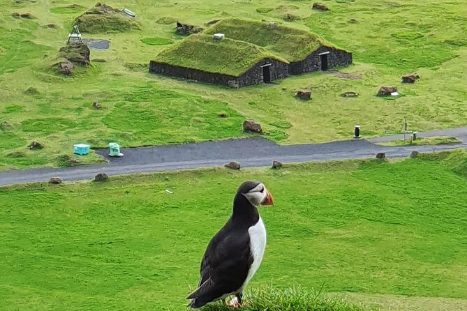 Eyjascooter Puffin Tour in Iceland - Key points to know before you book