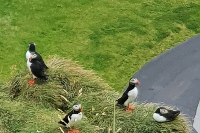 Eyjascooter Puffin Tour in Iceland - Why a scooter is a smart way to see Heimaey