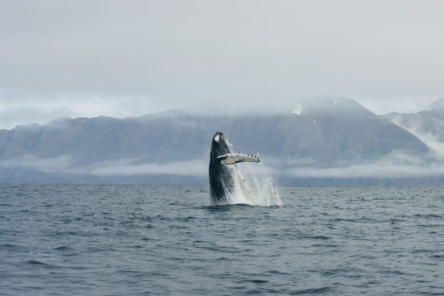 From Dalvik: Arctic Whale Watching in Northern Iceland - Key points to know before sailing