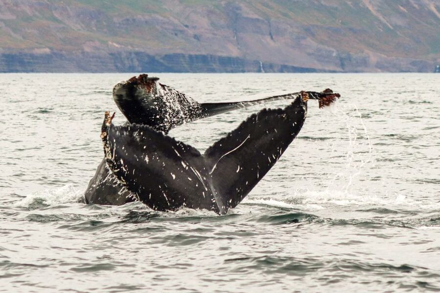 From Dalvik: Arctic Whale Watching in Northern Iceland - The best time to book