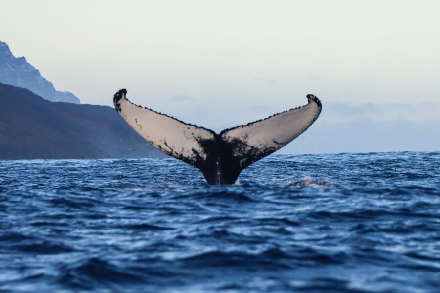 From Dalvik: Arctic Whale Watching in Northern Iceland - Why Dalvík is a smart place for whale watching