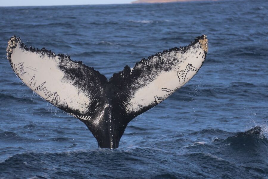 From Dalvik: Arctic Whale Watching in Northern Iceland - The first 45 minutes: leaving Dalvík for Eyjafjörður