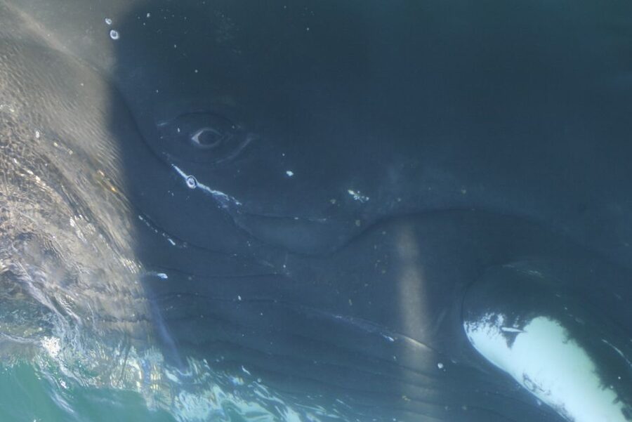 From Dalvik: Arctic Whale Watching in Northern Iceland - The central 45 minutes: the best chance for whales and dolphins