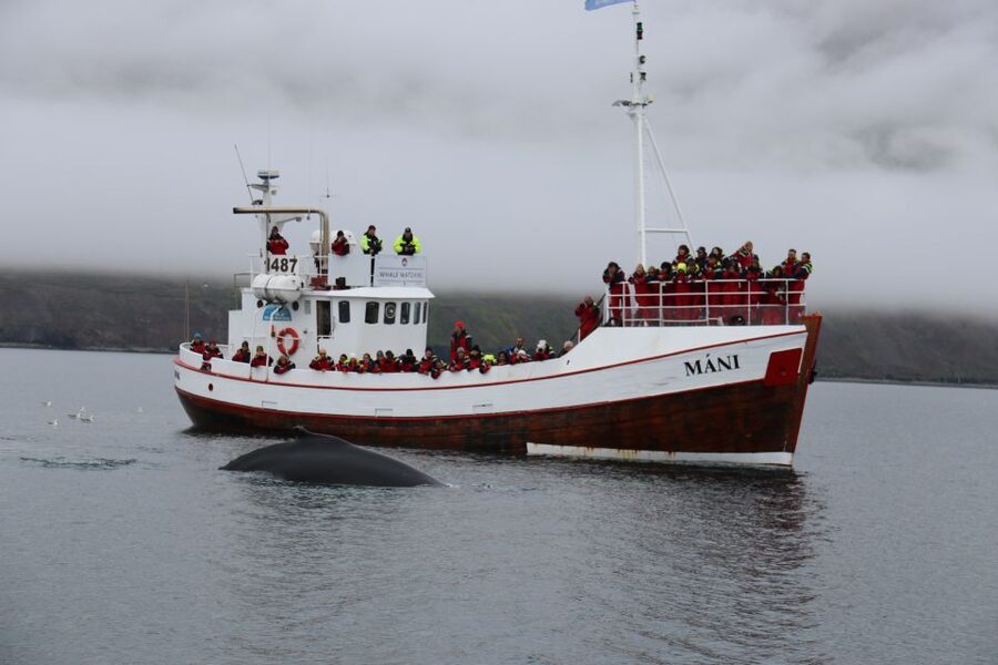 From Dalvik: Arctic Whale Watching in Northern Iceland - Another 45 minutes on the fjord: patience pays