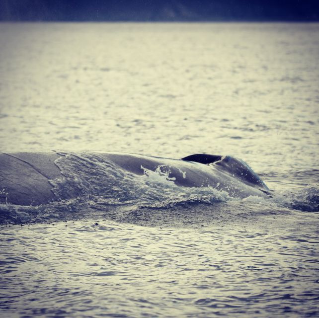 From Dalvik: Arctic Whale Watching in Northern Iceland - The final 15 minutes: hot chocolate and a cinnamon roll