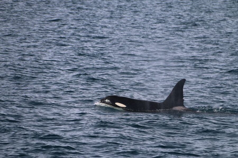 From Dalvik: Arctic Whale Watching in Northern Iceland - What the boat experience is really like