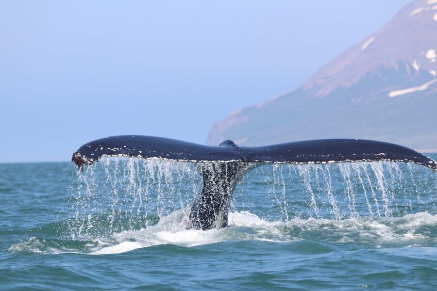 From Dalvik: Arctic Whale Watching in Northern Iceland - Is $94 a fair price?