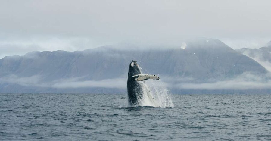 From Dalvik: Arctic Whale Watching in Northern Iceland - Five minutes in Dalvík: a short safety briefing