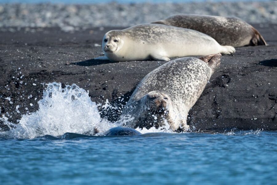 From Reykjavík: 3-Day Tour of the Wild Westfjords - Who will enjoy this Westfjords tour most