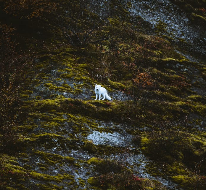 From REYKJAVIK: 4x4 Private Volcanic Way to Þórsmörk Valley - Booking flexibility and practical details